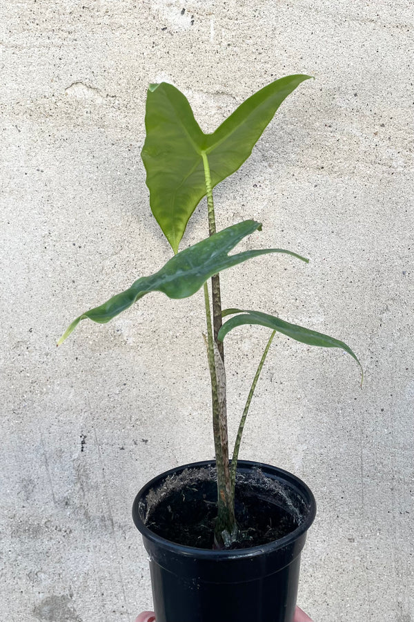 A full view of Alocasia zebrina 'Reticulata' 4" in a grow pot against a concrete backdrop