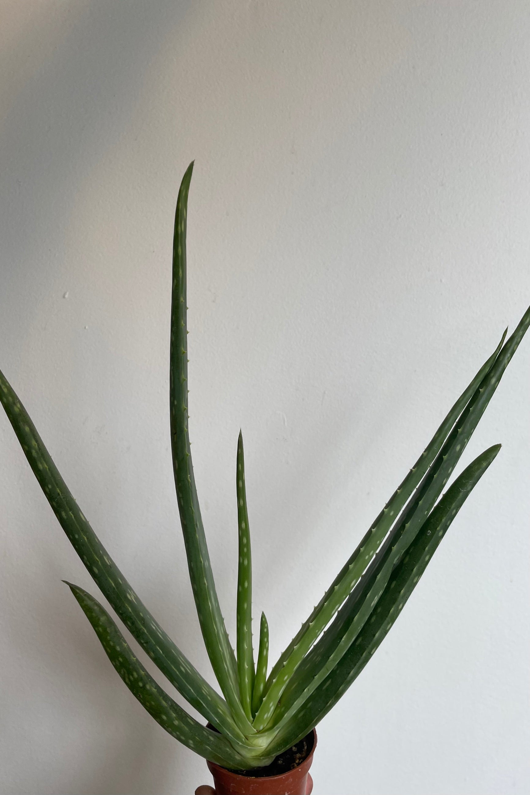 Photo of pointed Aloe leaves against white walll ©Sprout Home