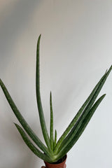 Photo of pointed Aloe leaves against white walll