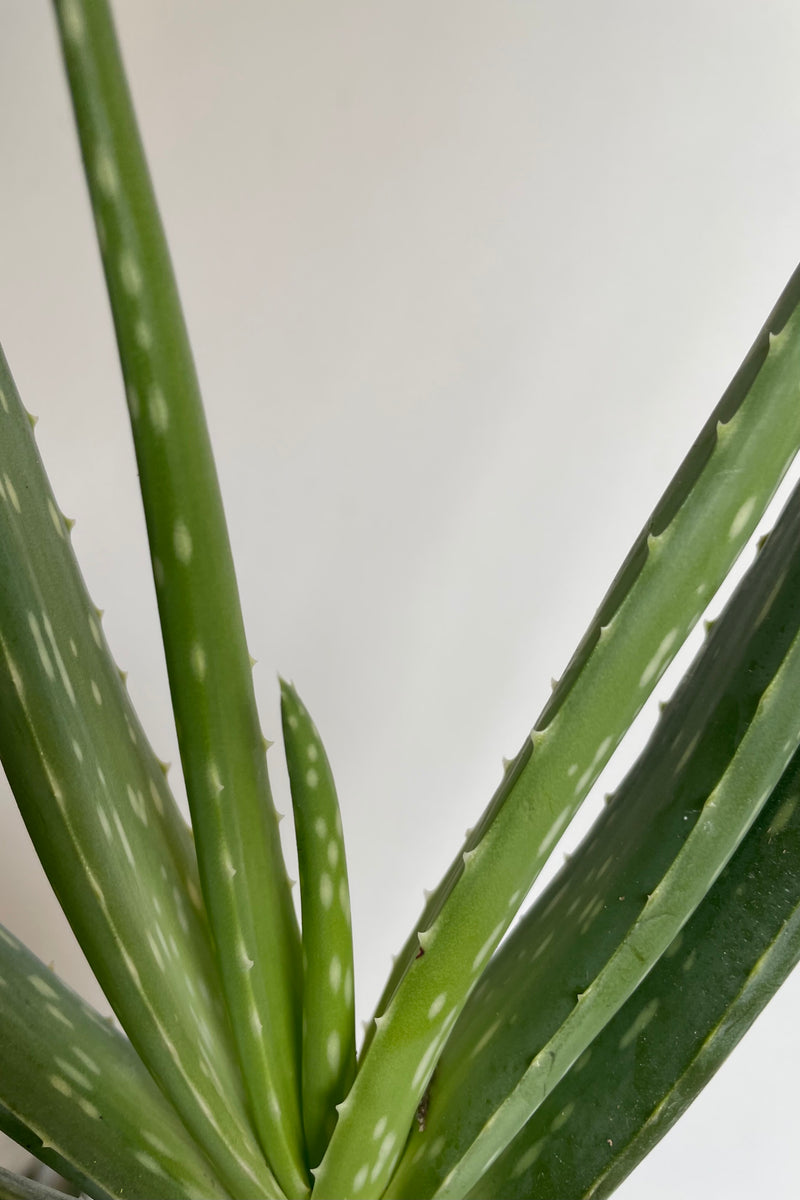 Detail photo of Aloe leaves at the center of the plant.
