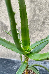 Closeup image of the Aloe arborescens spiked extremities 