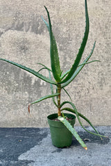 The Aloe arborescens sits in a 4 inch growers pot against a grey backdrop. This particular Aloe presents in a treelike form.