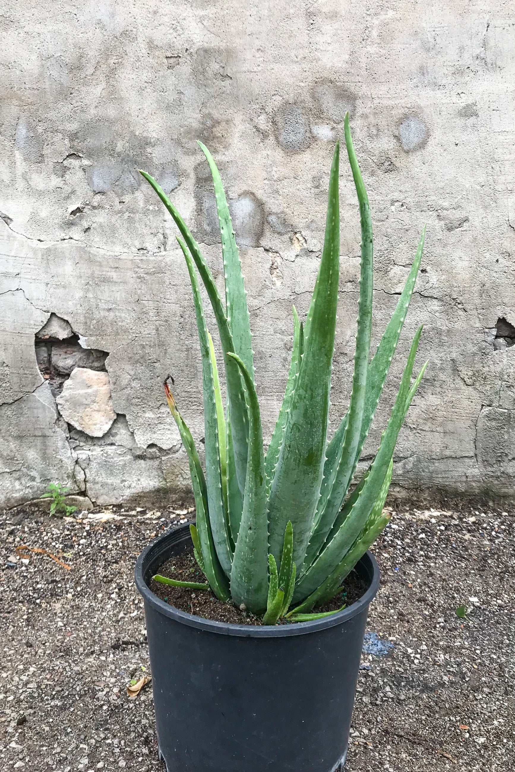 Aloe barbadensis in grow pot in front of grey concrete wall ©Sprout Home