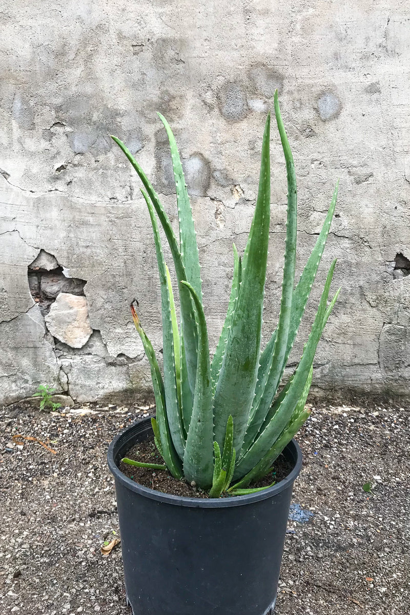 Aloe barbadensis in grow pot in front of grey concrete wall
