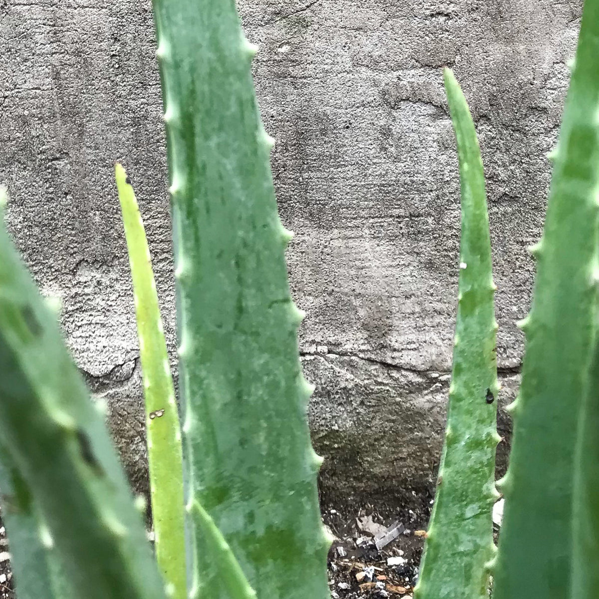 Aloe barbadensis 10