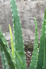 Close up of Aloe barbadensis leaves in front of concrete wall