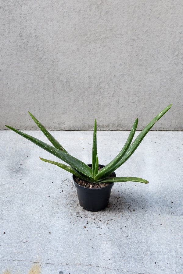 Aloe barbadensis in a 4 inch growers pot against a grey wall. 