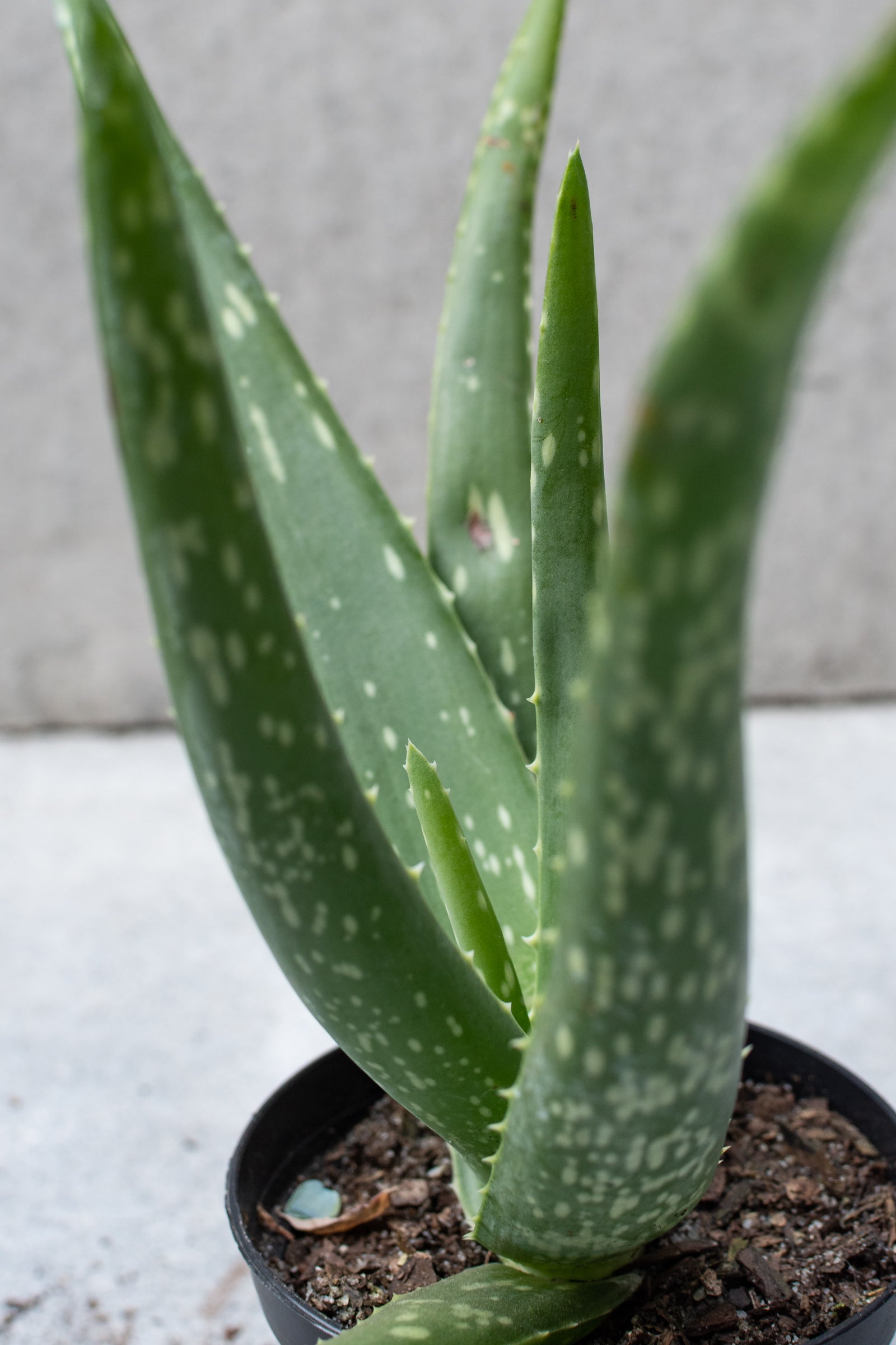 Aloe barbadensis up close