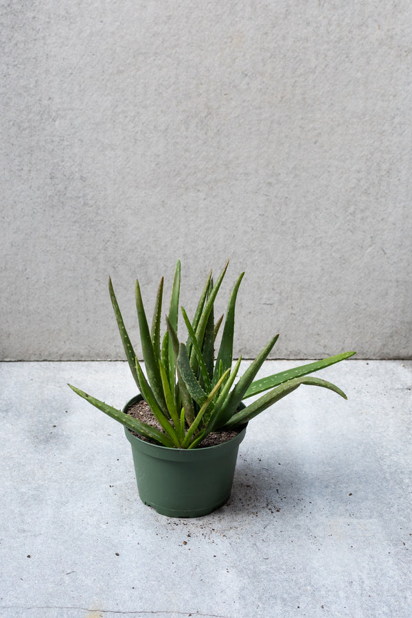 Aloe barbadensis in a 6 inch growers pot. 