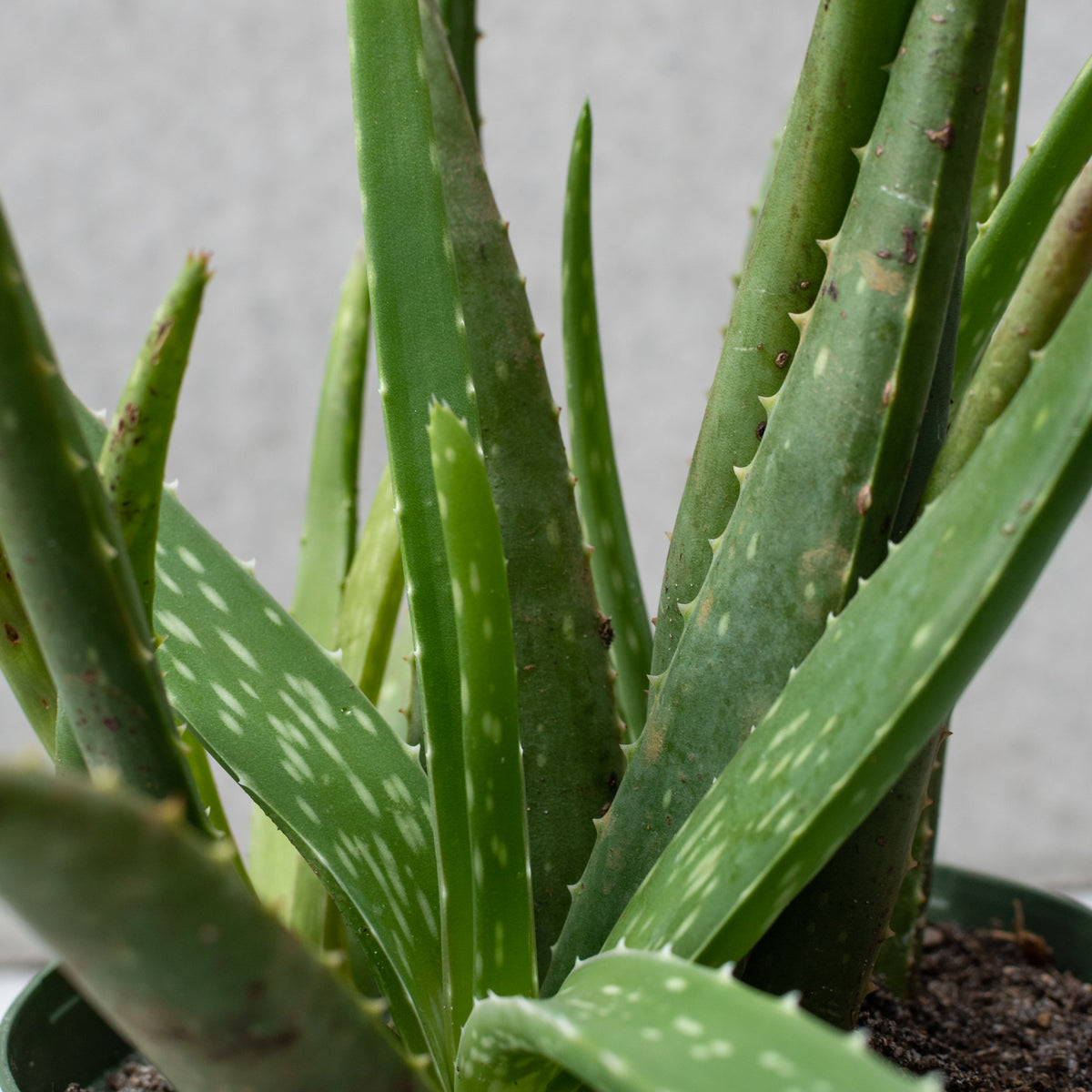 Aloe barbadensis 6