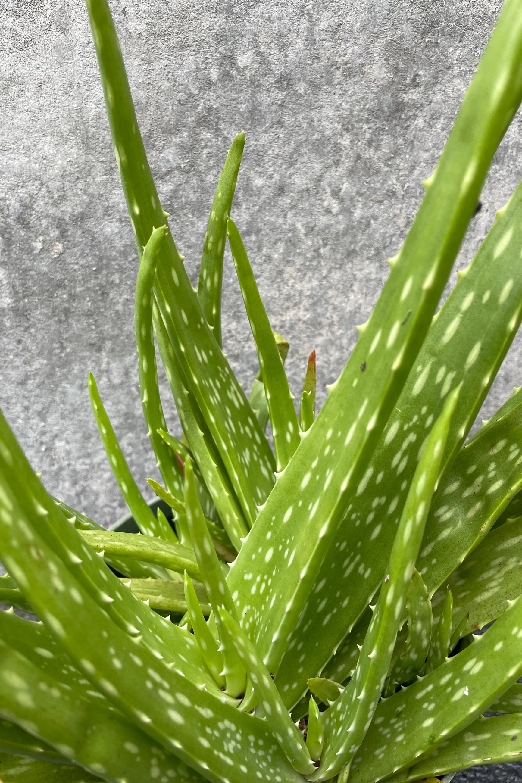 Thick aloe leaves up close against a gray background ©Sprout Home