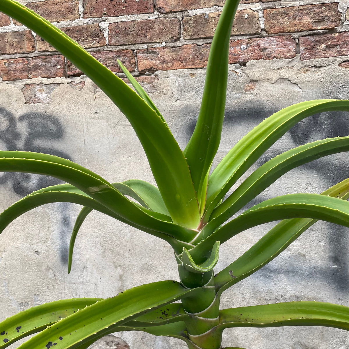 Aloe barberae (syn. bainesii) #5 at SPROUT HOME