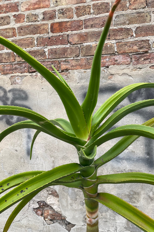 A detailed view of Aloe barberae (syn. bainesii) #5 against concrete backdrop