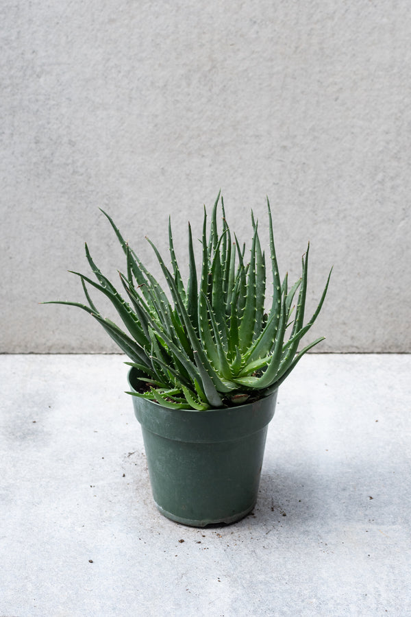 Aloe Hedgehog in a 6" growers pot