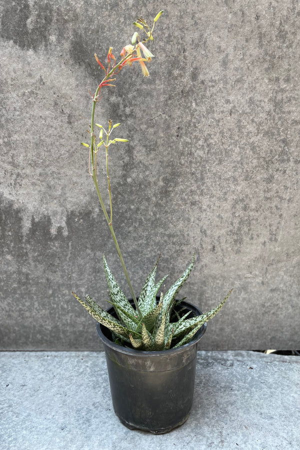 Aloe 'White Fox' in a 6" growers pot.