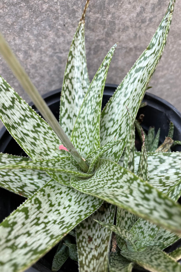 Detail picture of the white and green striped body of the Aloe 'White Fox'