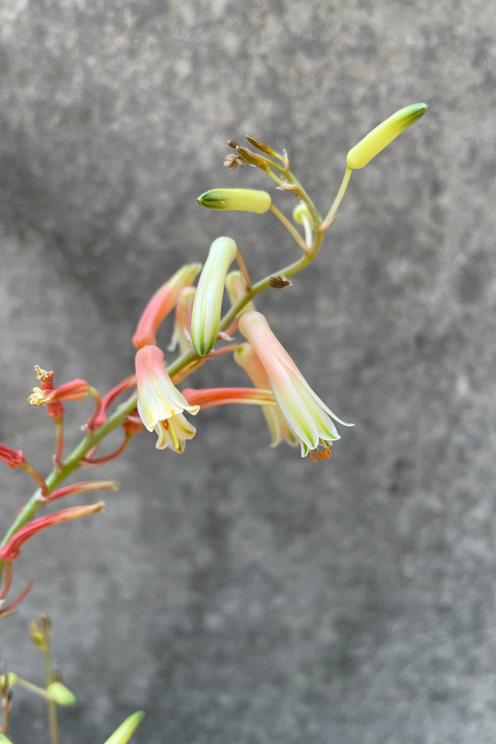 Detail picture of the flower of the Aloe 'White Fox' ©Sprout Home