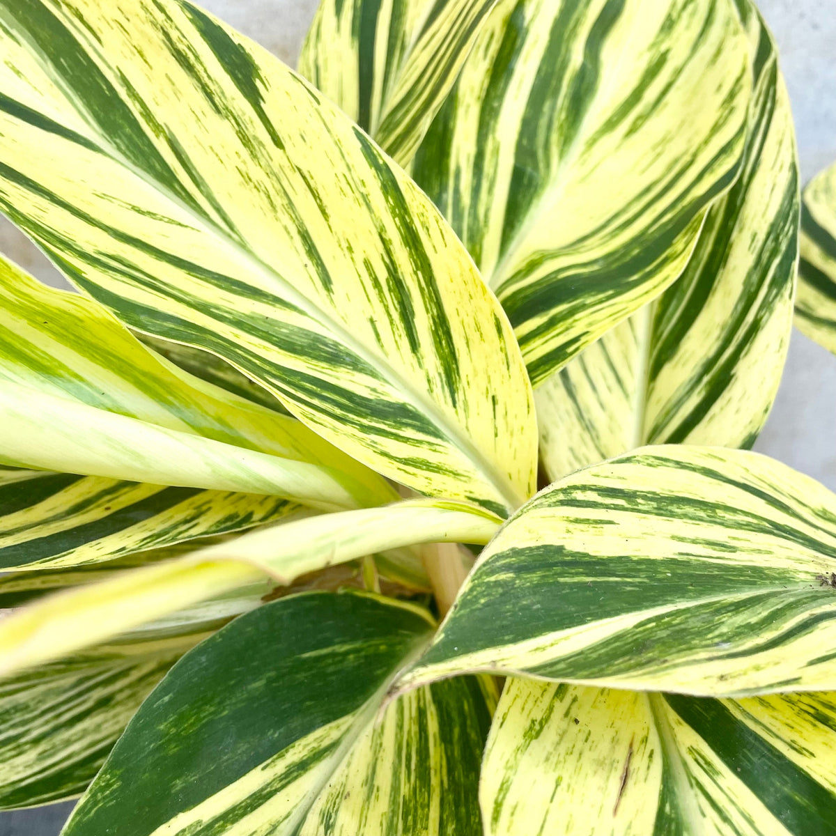 alpinia variegata Alpinia zerumbet 'Variegata' 6