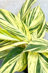 A detail picture showing the highly variegated lemon and green leaves of the Alpinia zerumbet 'Variegata'.