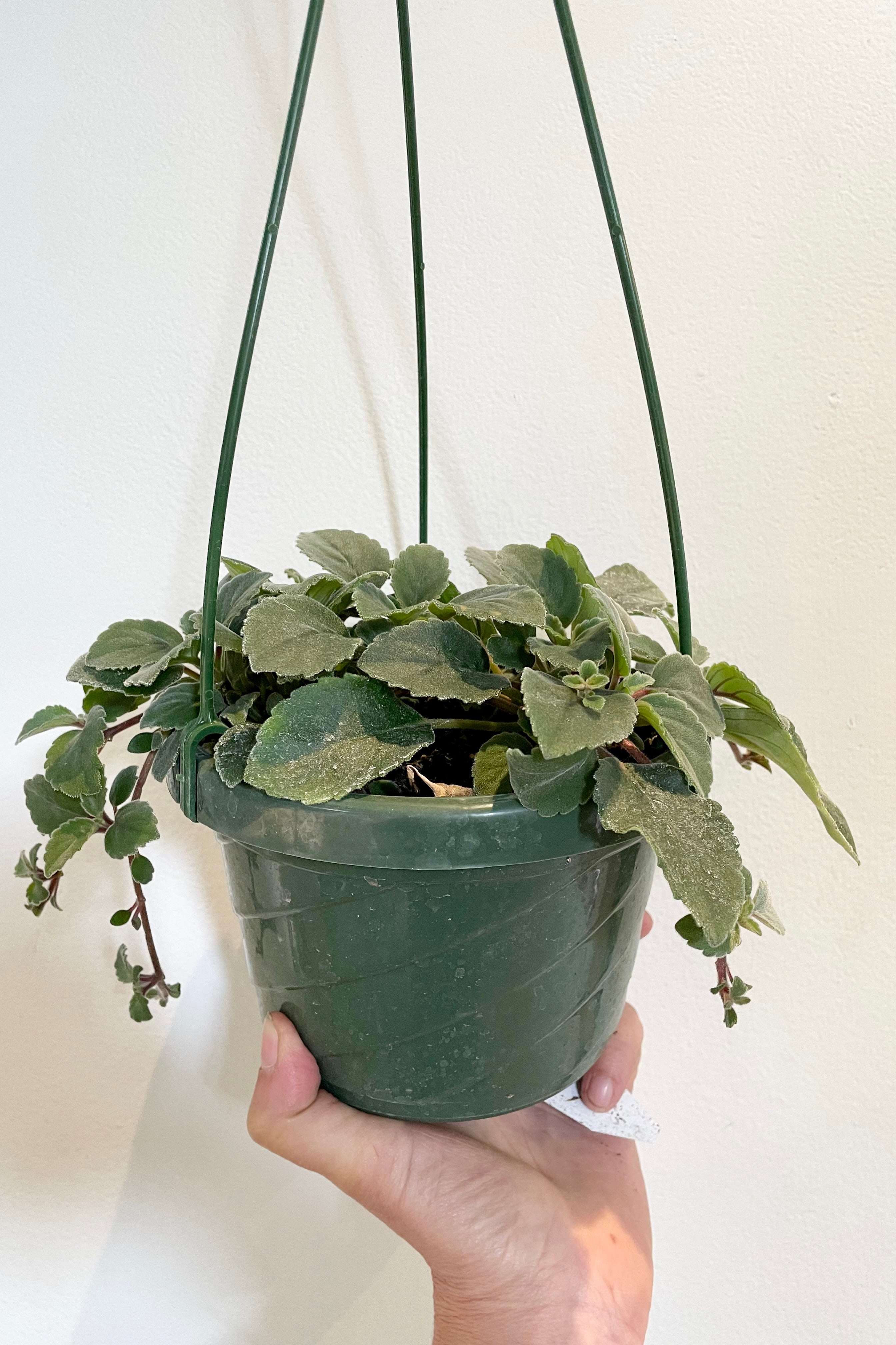 The Alsobia dianthiflora in a 6" growers pot with a white background. 