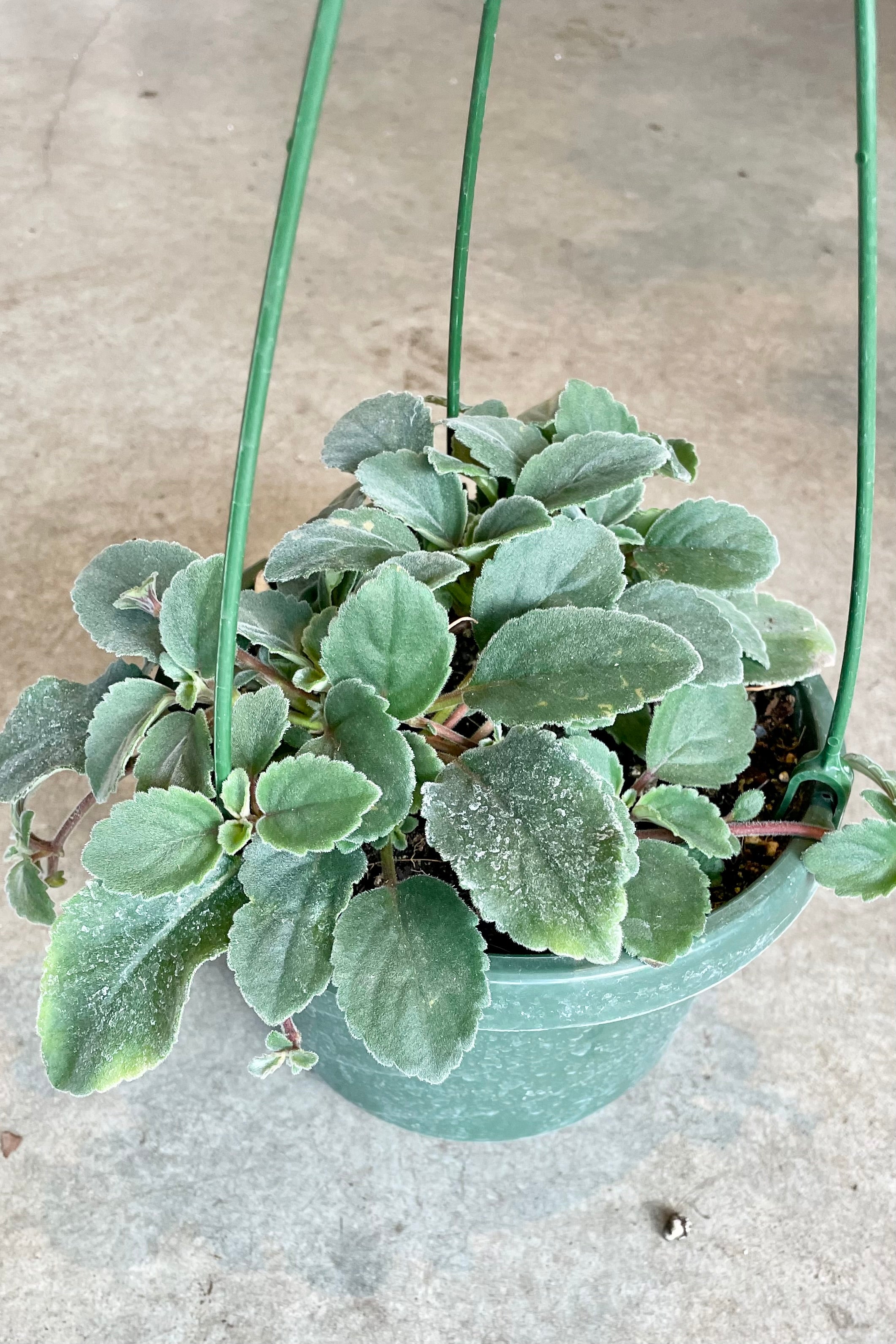 The Alsobia dianthiflora in a 6" growers pot with a grey background. 