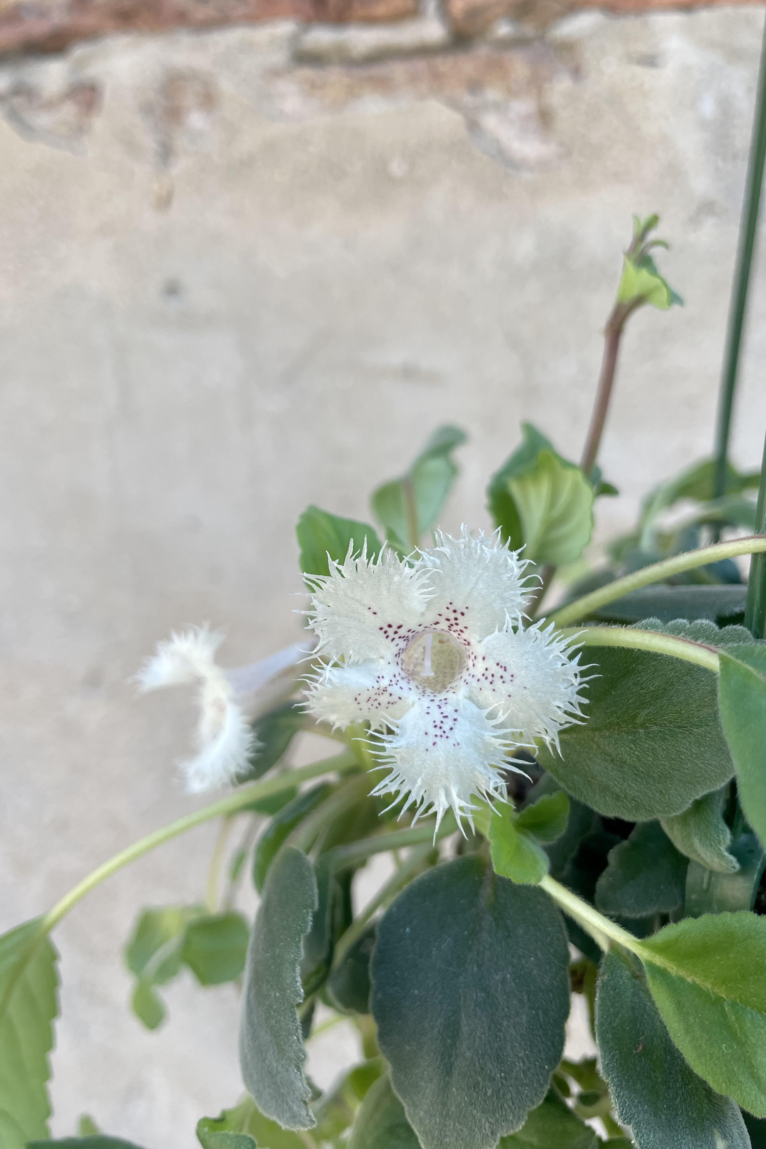 Photo of the lacy white flower of Alsobia dianthaflora against stone wall.