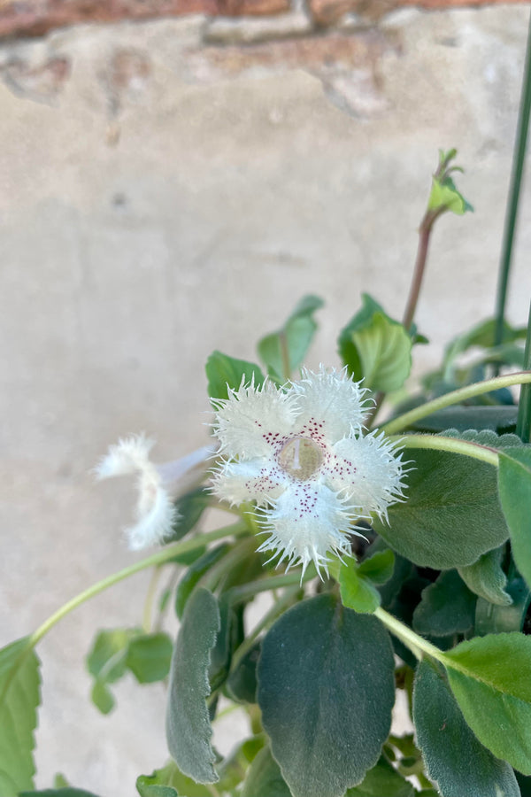 Photo of the lacy white flower of Alsobia dianthaflora against stone wall.