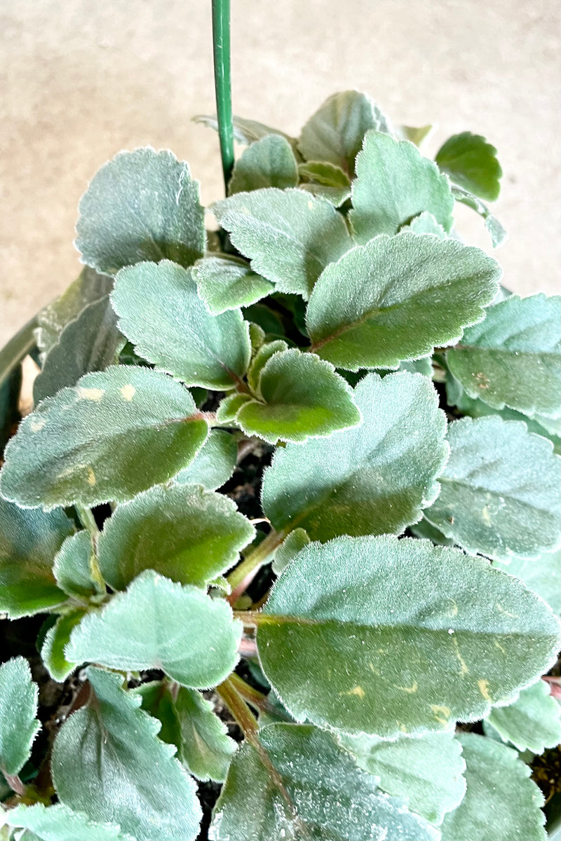 A detailed picture of the Alsobia dianthiflora showing its fuzzy leaves.
