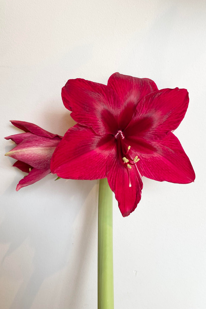 A detailed image of the Amaryllis 'Black Pearl' bulb in bloom.