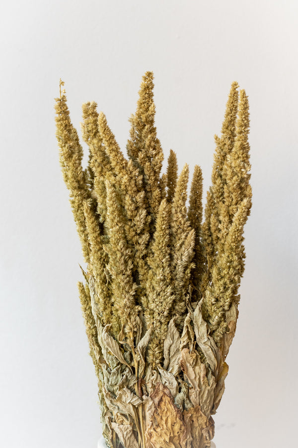 Preserved natural upright Amaranthus against a white wall