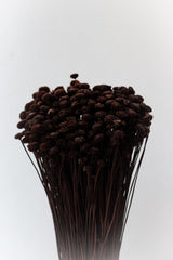 Preserved brown Amarilino flowers against a white wall