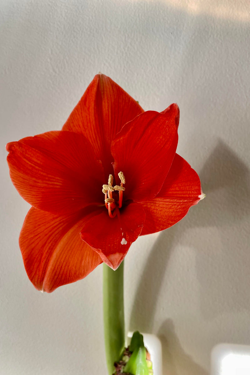 A detailed image of the Amaryllis bulb "Horizon" in bloom.