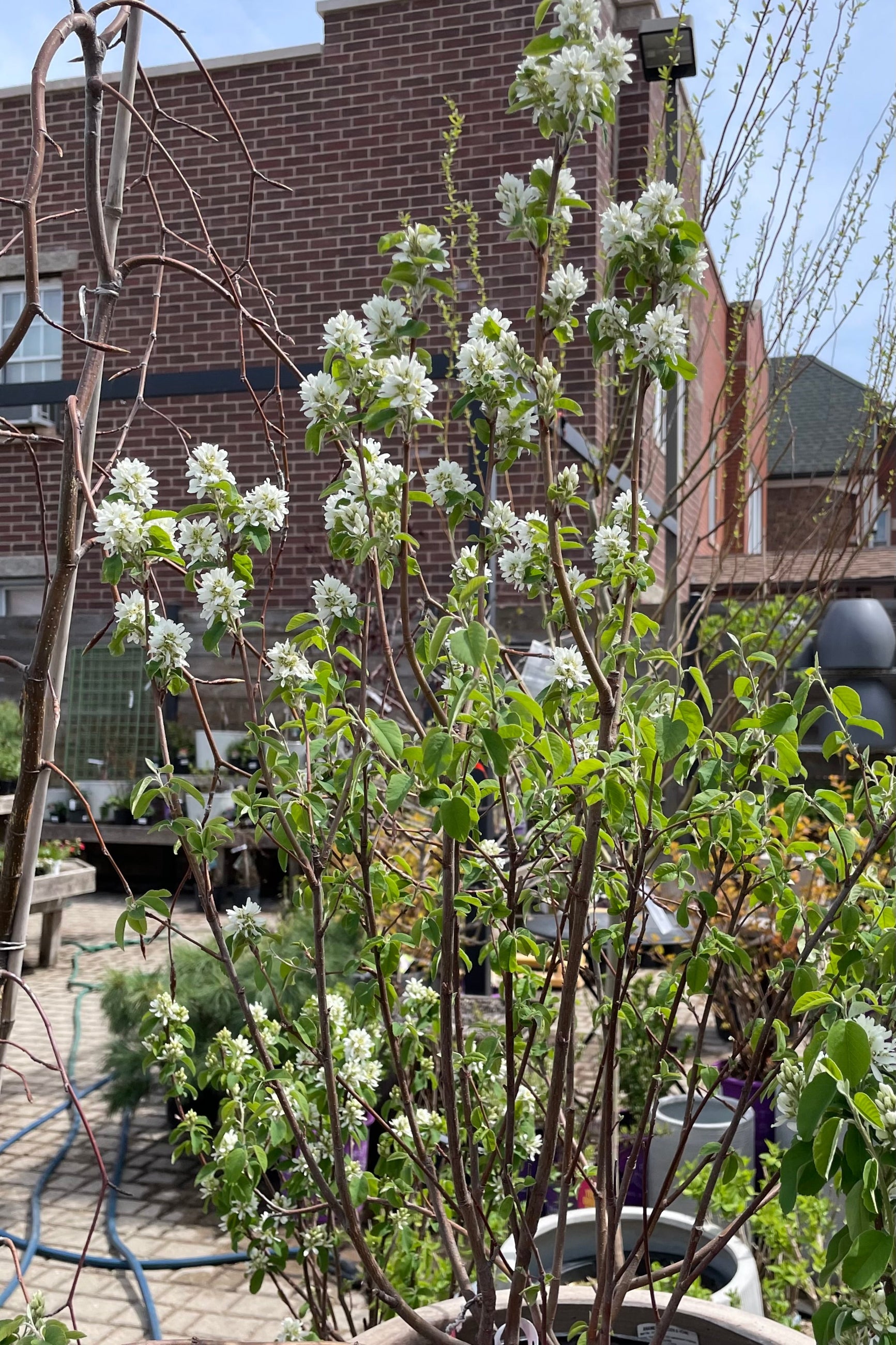 Amelancheir 'Standing Ovation' in a #2 pot just beginning to bloom its white flower with green leaves starting to come out the middle of April at Sprout Home. ©Sprout Home