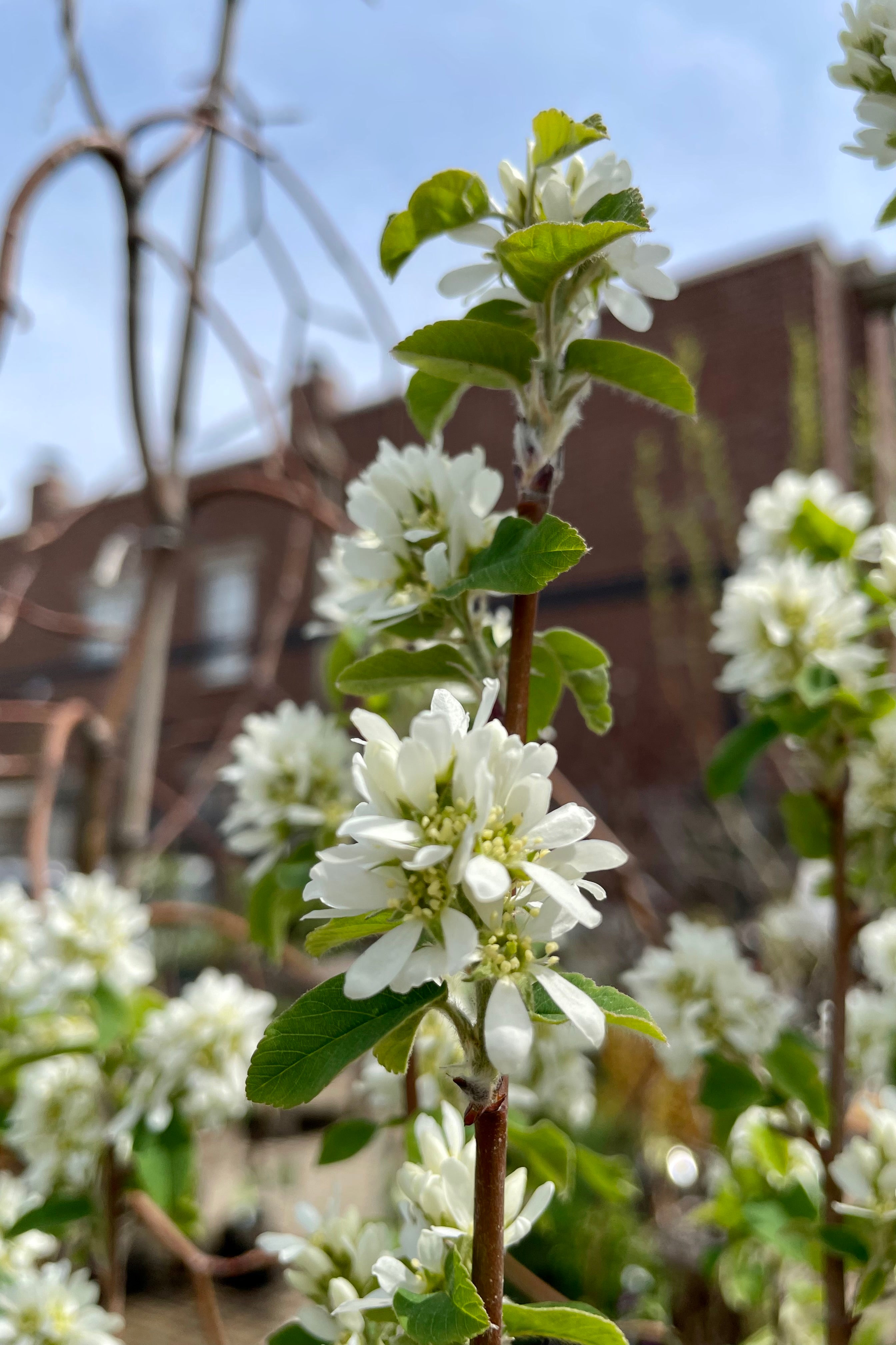 The white open bloom detail of the Amelanchier 'Standing Ovation' the middle of April at Sprout Home.