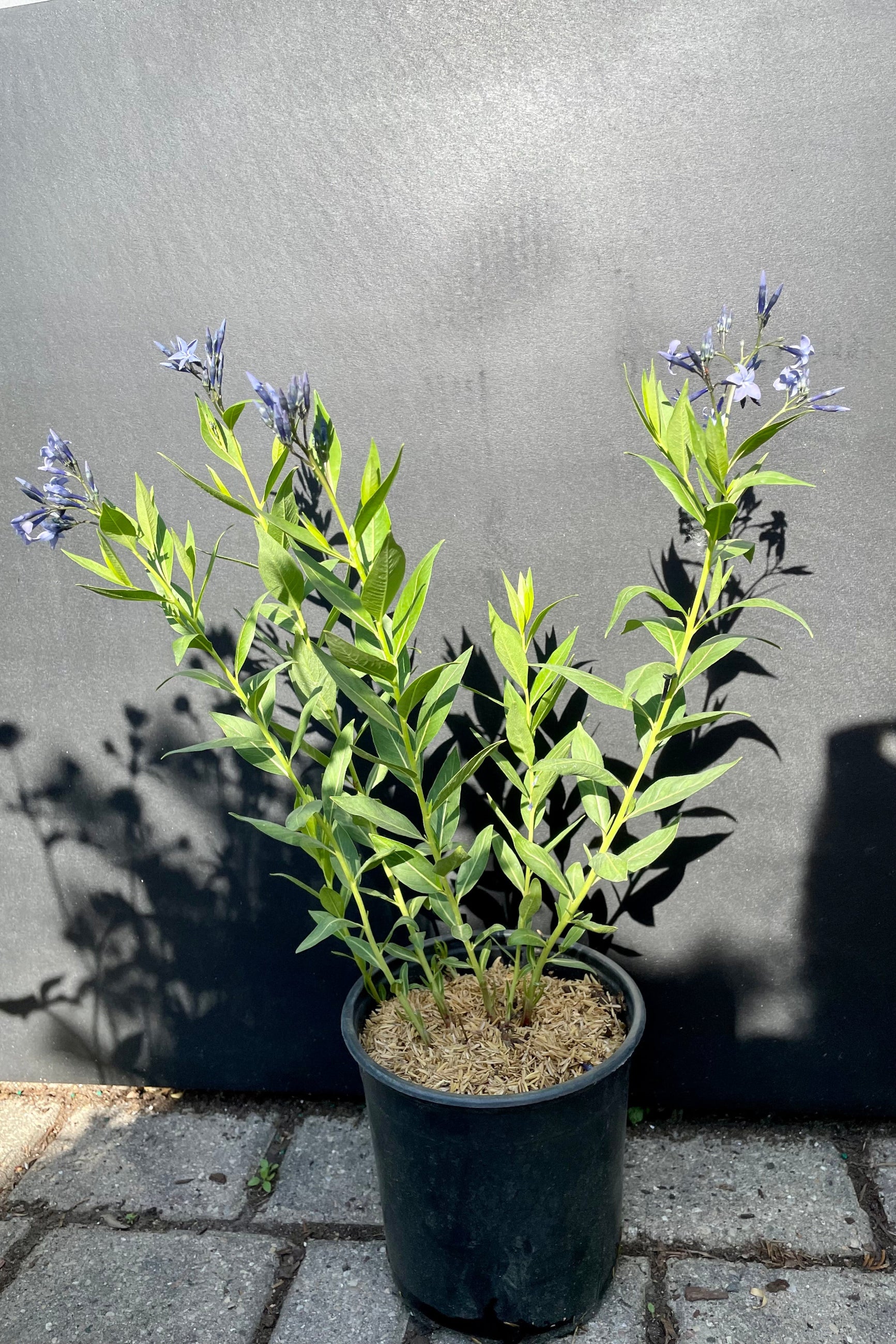 Amsonia 'Blue Ice' in a #1 growers pot in bloom the beginning of June showing off the bright blue purple flowers above its bright green foliage against a black backdrop at Sprout Home.  ©Sprout Home