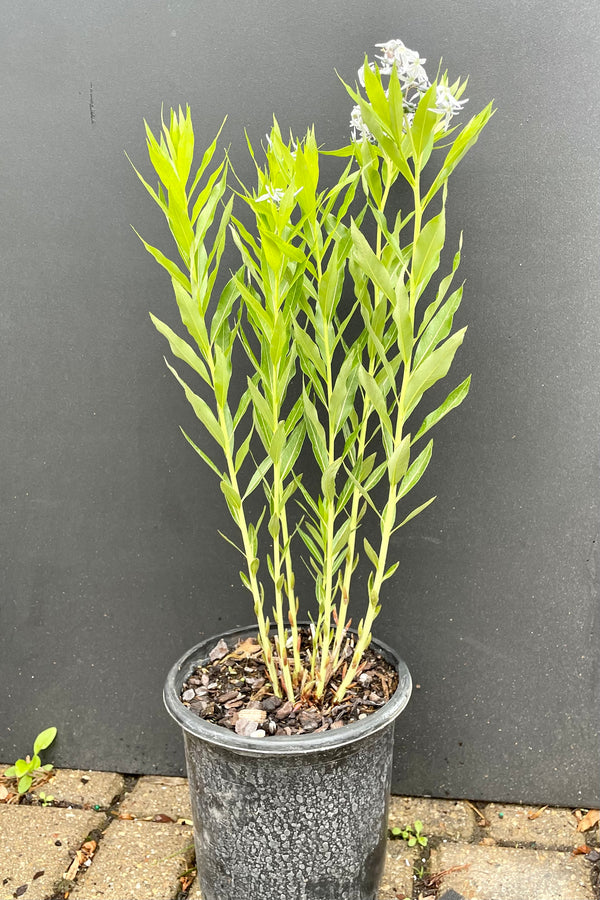 The light blue star shaped flowers on top of matte green foliage of the Amsonia tabernaemontana against a black background at Sprout Home the end of May in a #1 container.