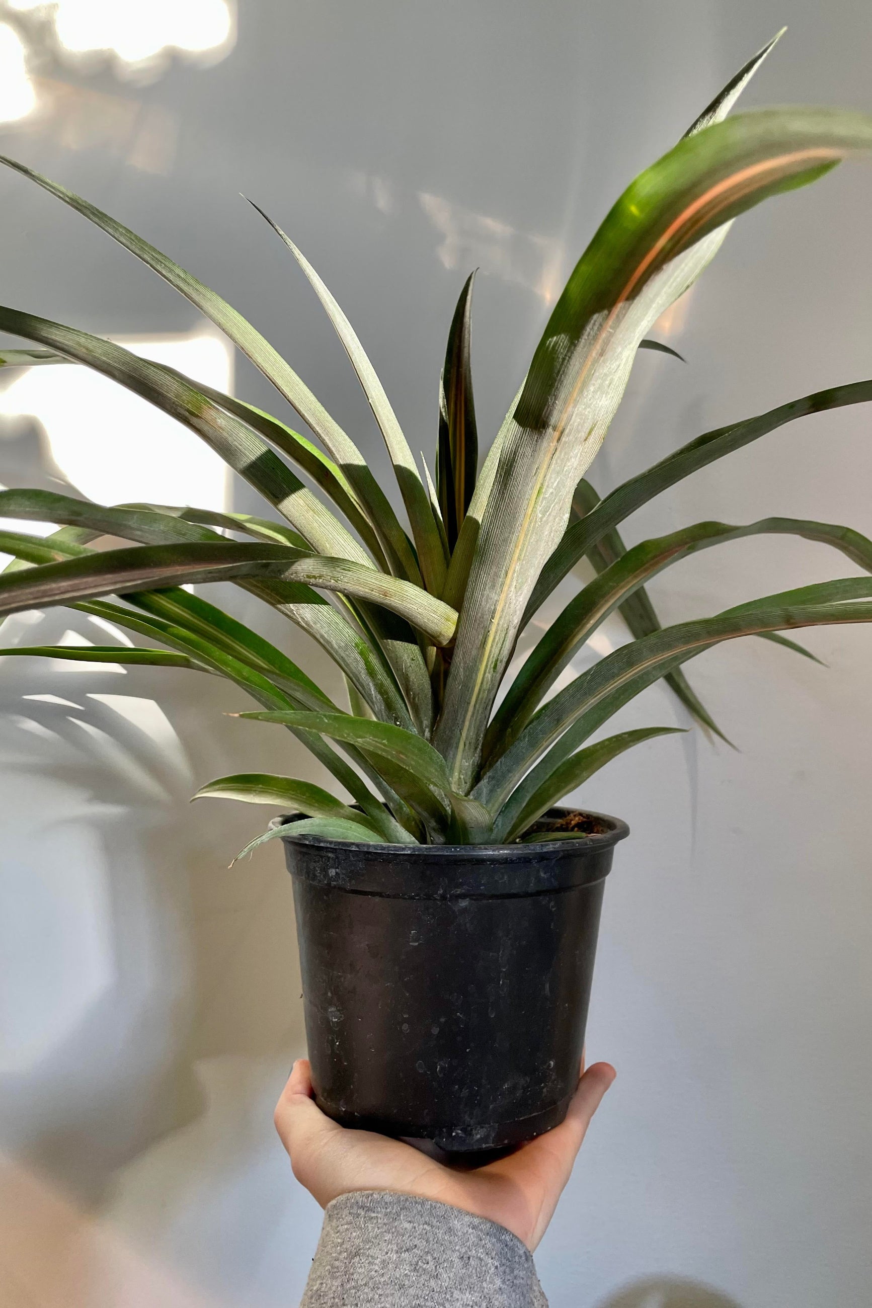 A hand holds the Ananas comosus "Pineapple Plant" 5" against a white backdrop©Sprout Home