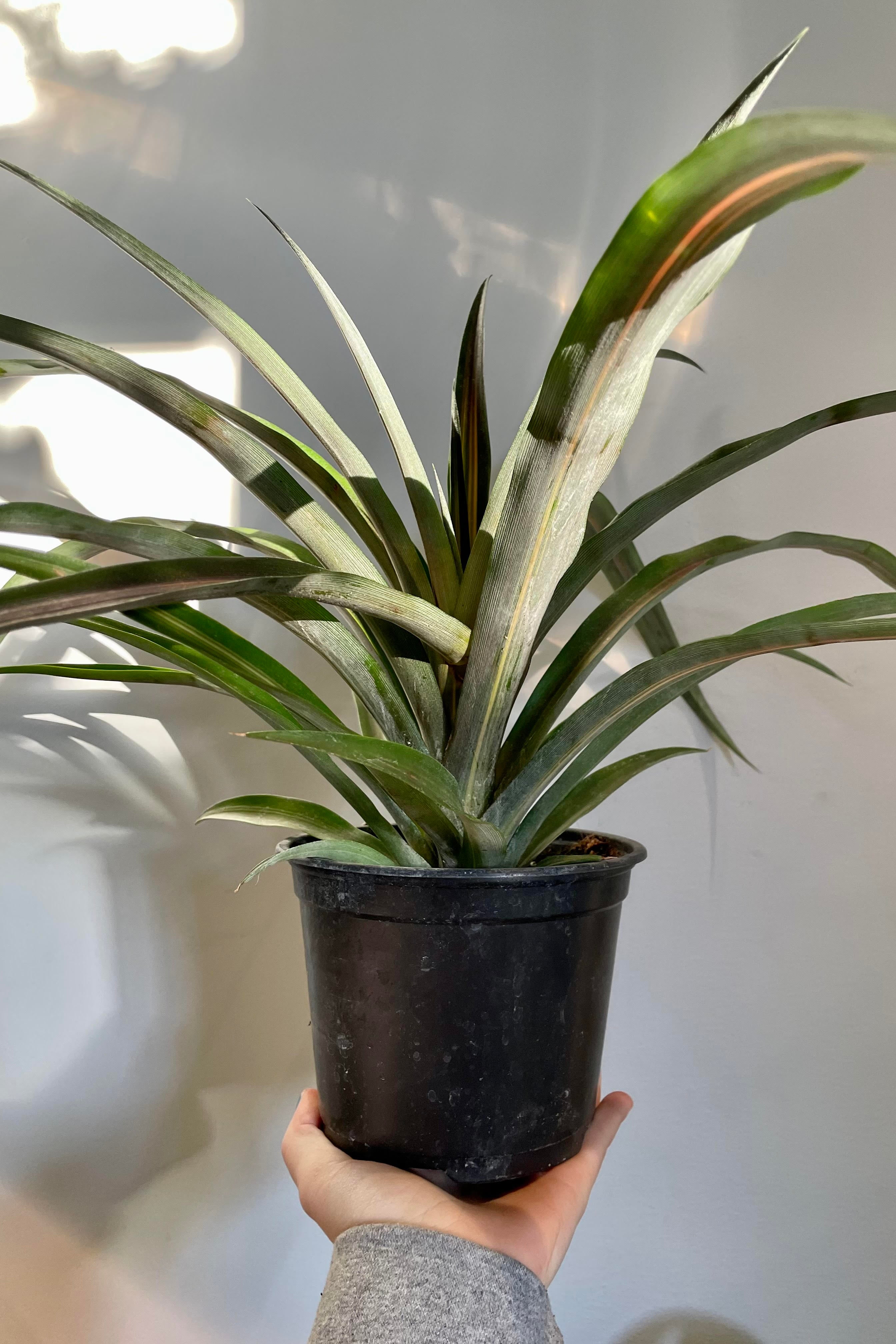 A hand holds the Ananas comosus "Pineapple Plant" 5" against a white backdrop