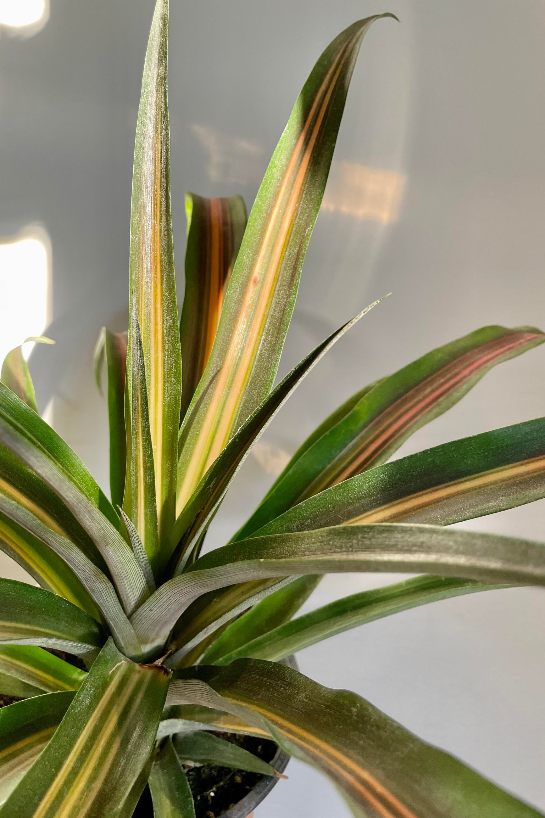 A detailed look at the Ananas comosus "Pineapple Plant" 5" ©Sprout Home