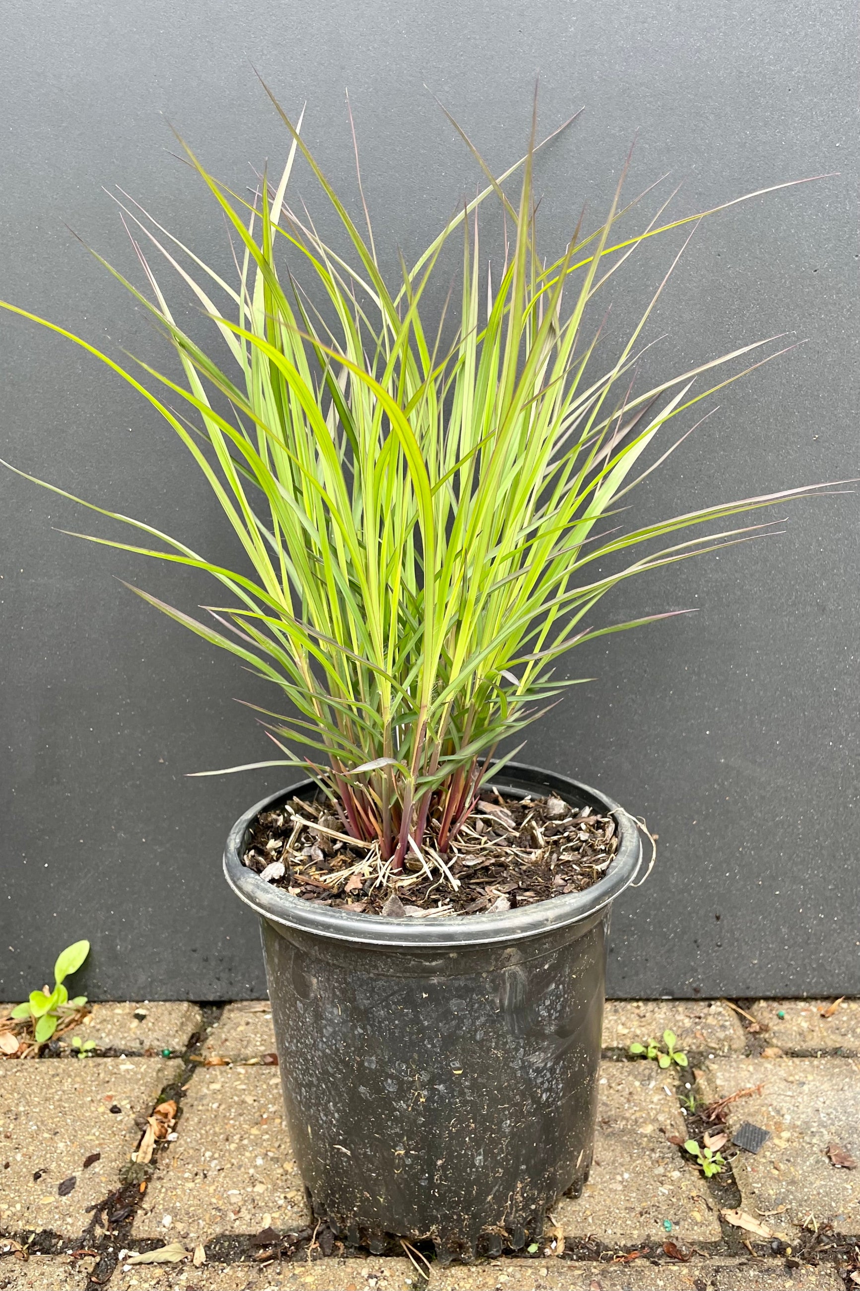 #1 groweres pot of Andropogon 'Blackhawks' at the end of May just starting to pick up steam standing about 12" high and starting to show darker blade tips at Sprout Home. ©Sprout Home