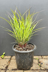 #1 groweres pot of Andropogon 'Blackhawks' at the end of May just starting to pick up steam standing about 12" high and starting to show darker blade tips at Sprout Home.