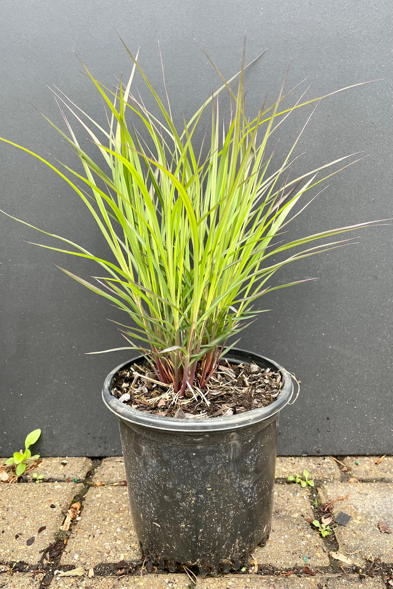 #1 groweres pot of Andropogon 'Blackhawks' at the end of May just starting to pick up steam standing about 12" high and starting to show darker blade tips at Sprout Home.