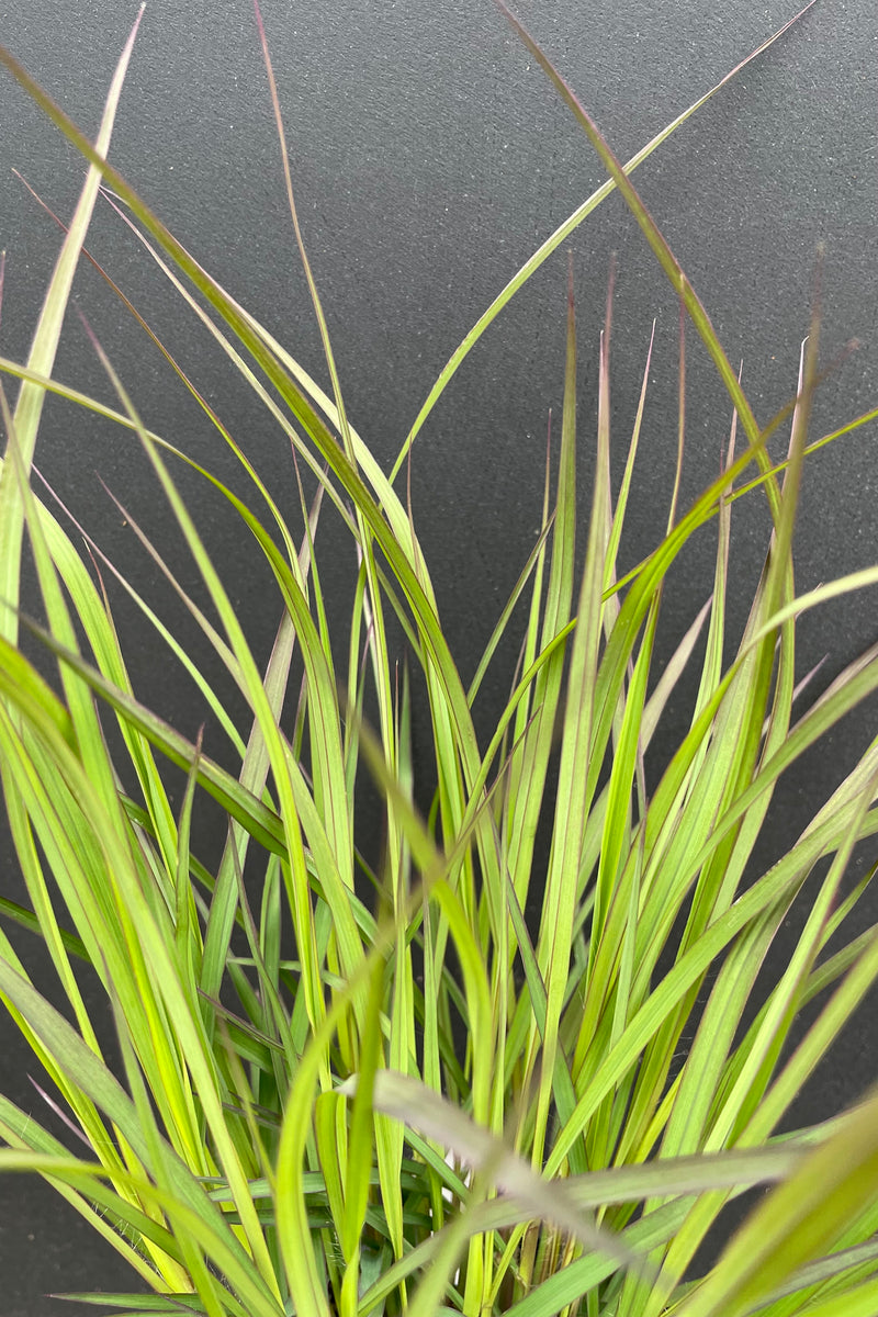 Andropogon 'Blackhawks' grass at the end of May starting to show the darker blade tips against a black backdrop at Sprout Home.