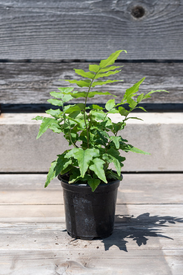 Anemia mexicana in grow pot in front of grey wood background