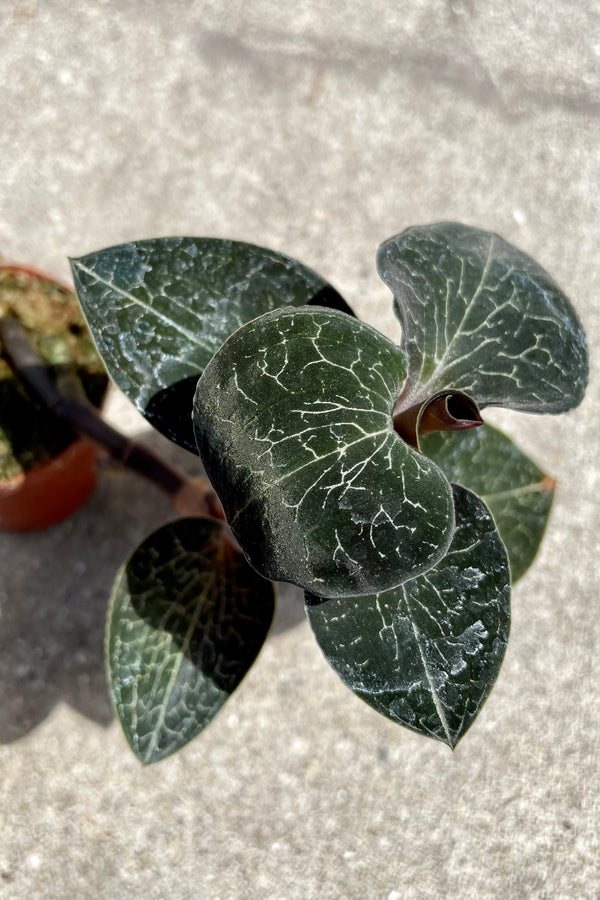 Detail of Anoectochilus sp. "Jewel Orchid" 2" variegated green leaves against a grey wall