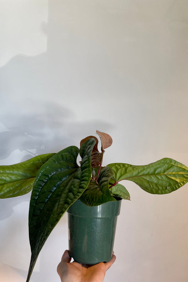 Photo of dark green textures leaves of Anthurium