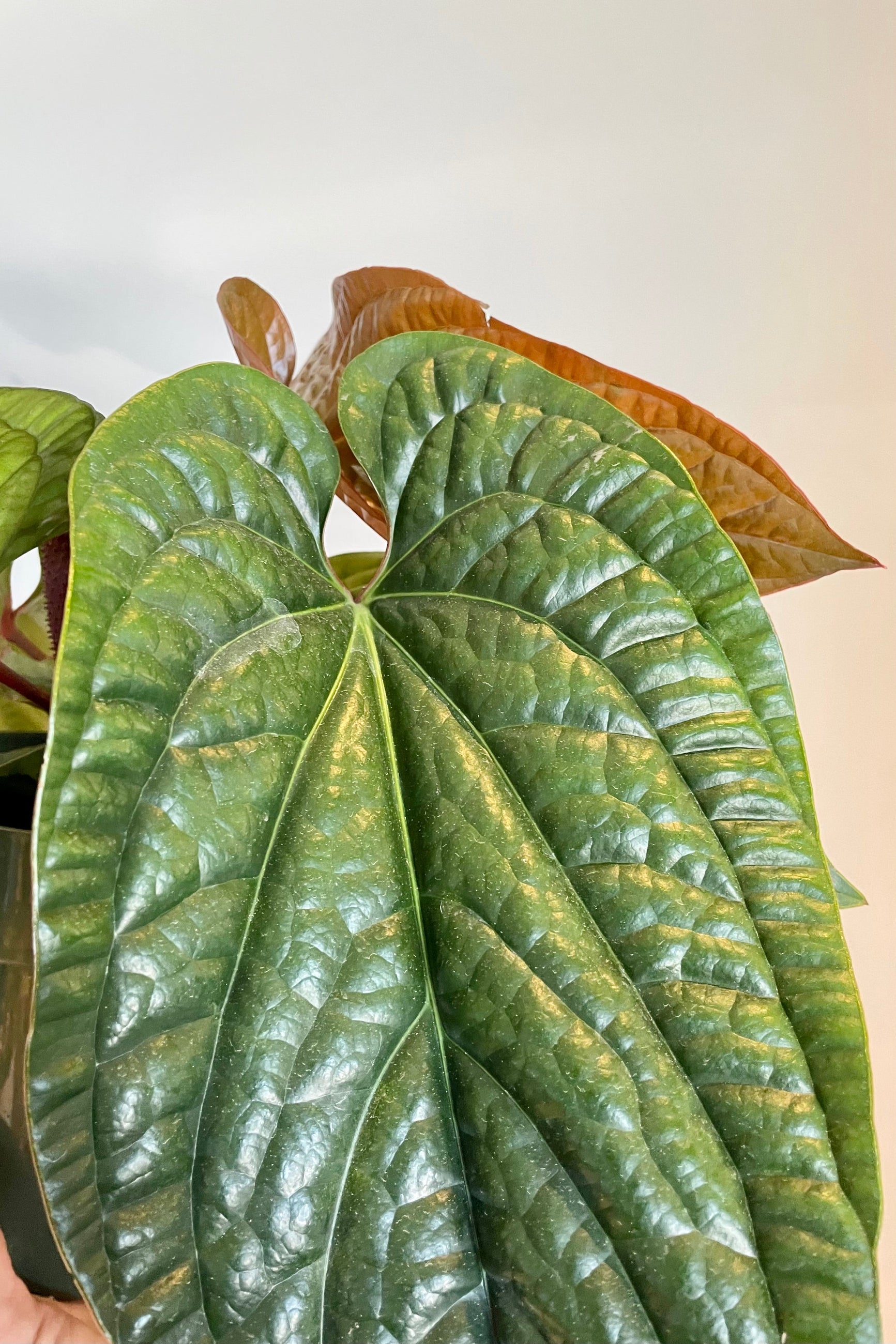 Close photo of heavily textures leaves of Anthurium radicans ©Sprout Home