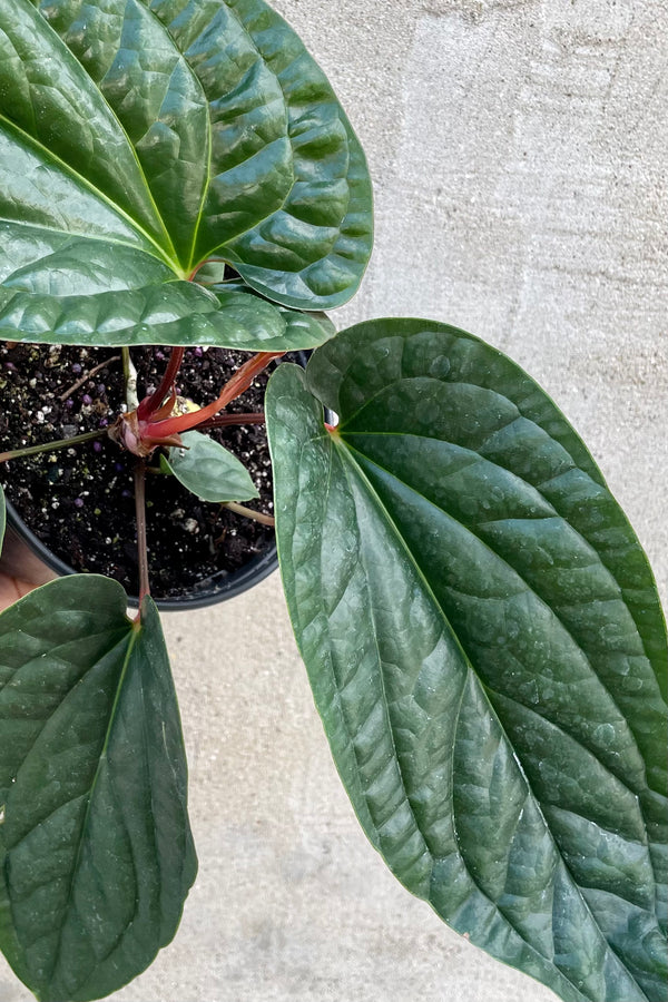 An overhead detailed view of the leaves of the 6" Anthurium radicans x luxurians against a concrete backdrop