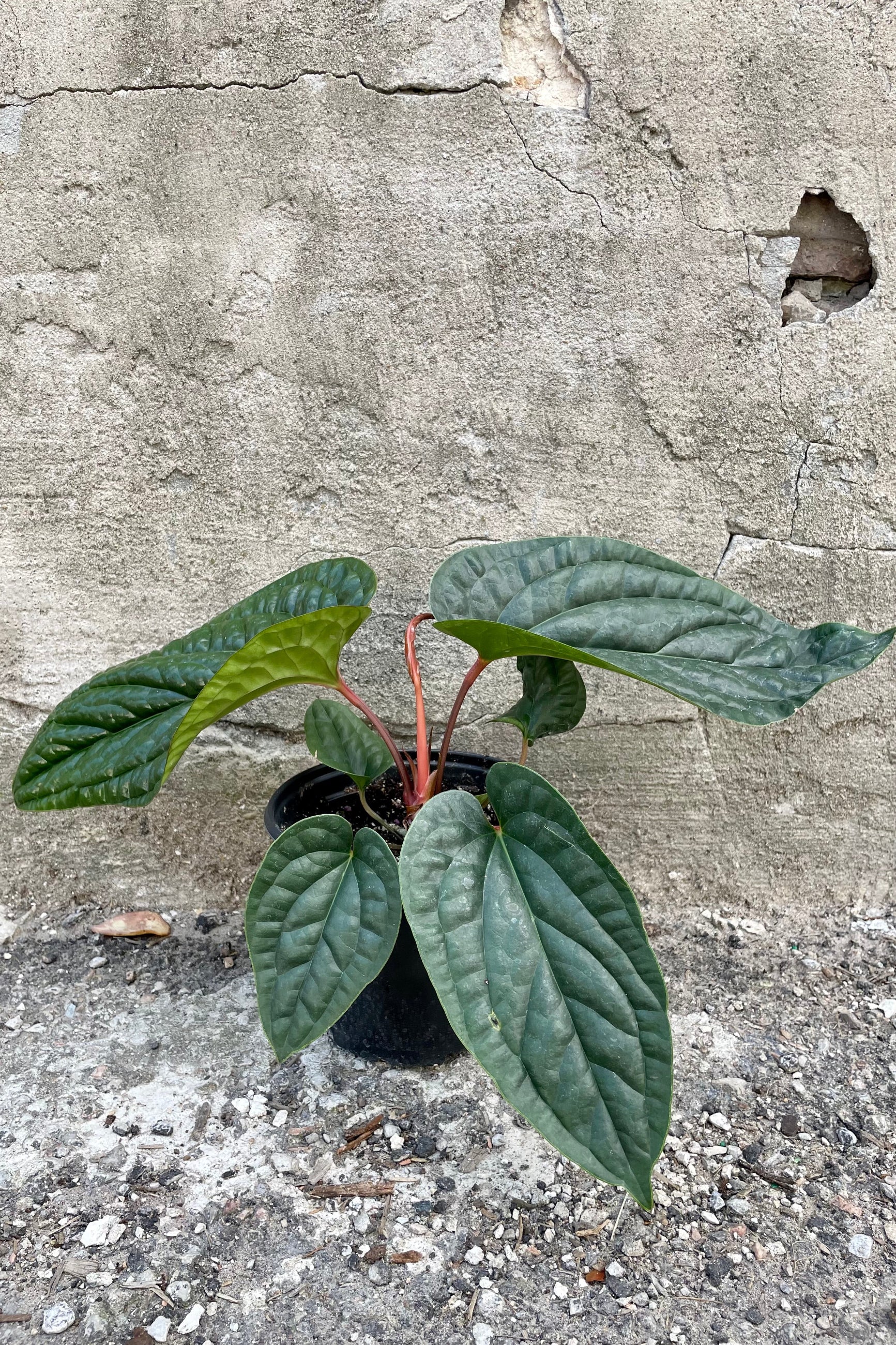 A frontal view of the 6" Anthurium radicans x luxurians against a concrete backdrop  ©Sprout Home
