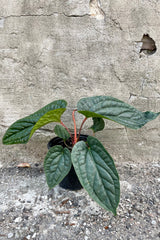 A frontal view of the 6" Anthurium radicans x luxurians against a concrete backdrop 